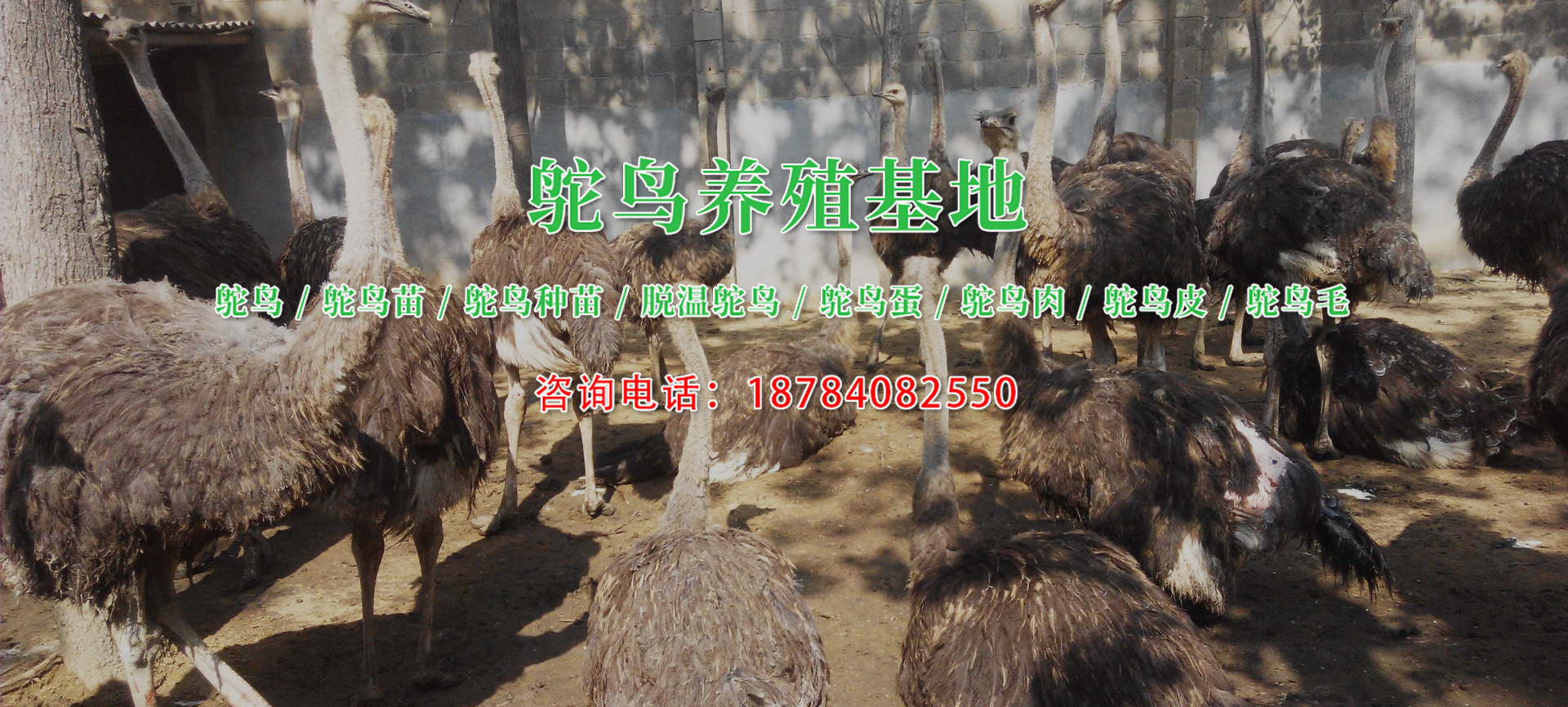 四川鸵鸟养殖基地